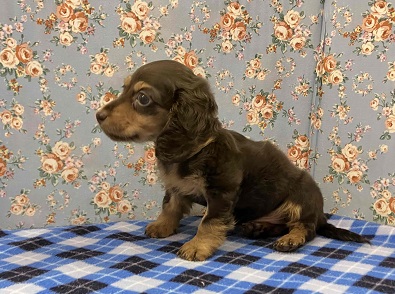 カニンヘンダックス