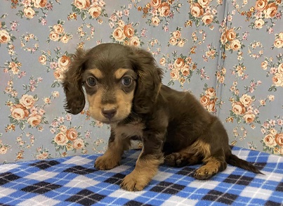 カニンヘンダックス