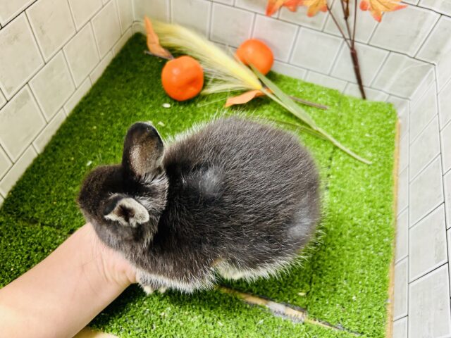 ネザーランドドワーフ