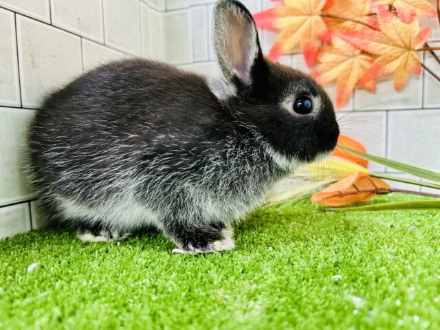 ネザーランドドワーフ