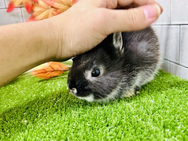 ネザーランドドワーフ