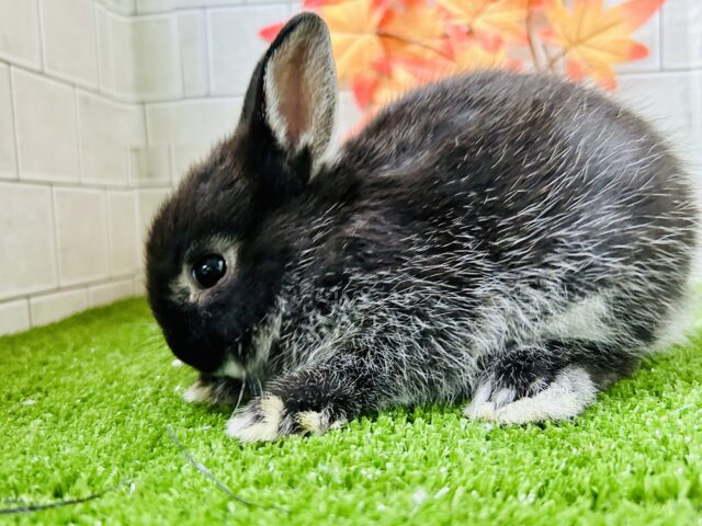 ネザーランドドワーフ