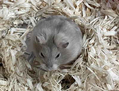 やさしい色合いと人懐っこさが魅力💖イエロージャンガリアンくん ジャンガリアン