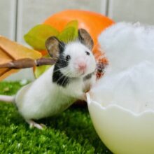 小さなマウスの一冬の大冒険！　パンダマウス