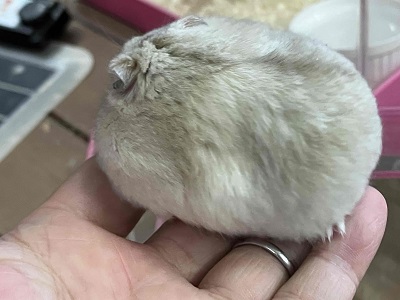 やさしい色合いと人懐っこさが魅力💖イエロージャンガリアンくん ジャンガリアン