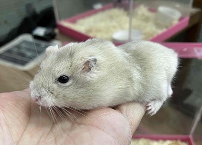 やさしい色合いと人懐っこさが魅力💖イエロージャンガリアンくん ジャンガリアン