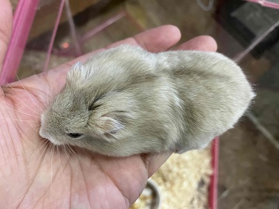 やさしい色合いと人懐っこさが魅力💖イエロージャンガリアンくん ジャンガリアン