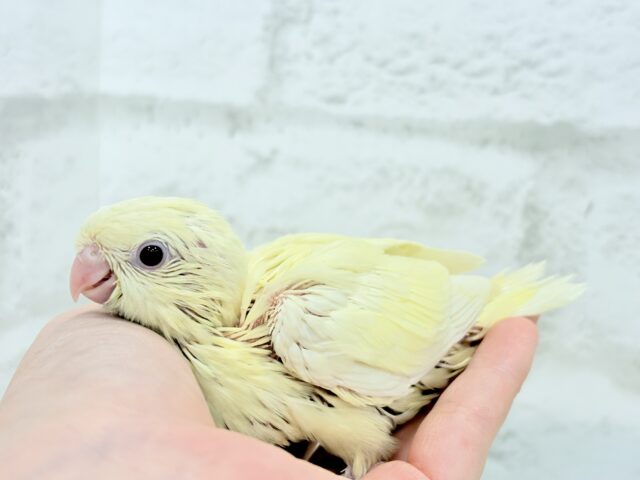 サザナミインコ