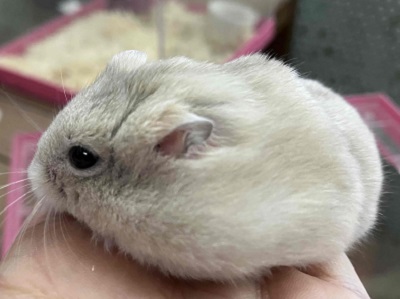 やさしい色合いと人懐っこさが魅力💖イエロージャンガリアンくん ジャンガリアン