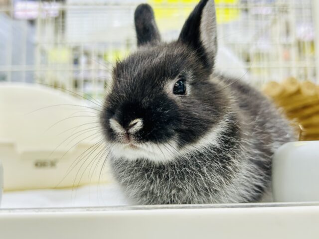 コロコロの甘えん坊♪♪　ネザーランドドワーフ