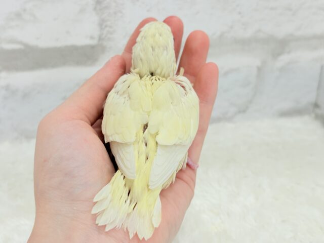 サザナミインコ