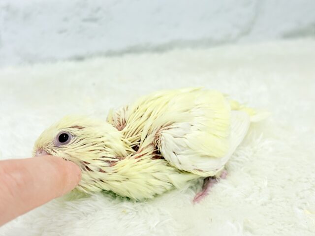サザナミインコ