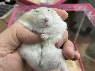 やさしい色合いと人懐っこさが魅力💖イエロージャンガリアンくん ジャンガリアン