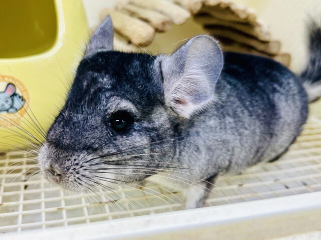 グイグイ練習中！　ボクってかわいい？？　チンチラ