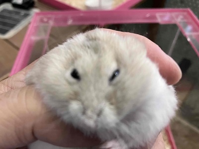 やさしい色合いと人懐っこさが魅力💖イエロージャンガリアンくん ジャンガリアン