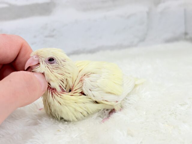 サザナミインコ