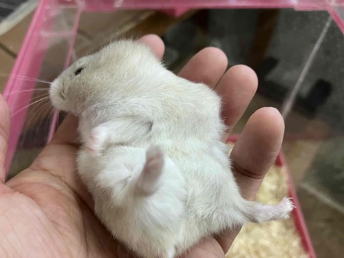 やさしい色合いと人懐っこさが魅力💖イエロージャンガリアンくん ジャンガリアン