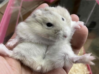 やさしい色合いと人懐っこさが魅力💖イエロージャンガリアンくん ジャンガリアン