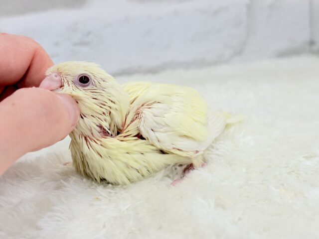 サザナミインコ