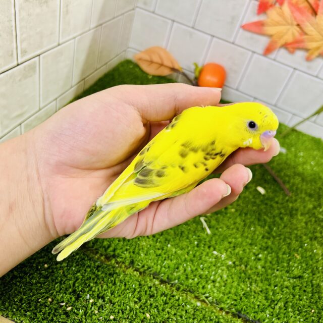 セキセイインコ