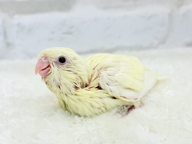 サザナミインコ