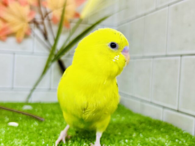 セキセイインコ