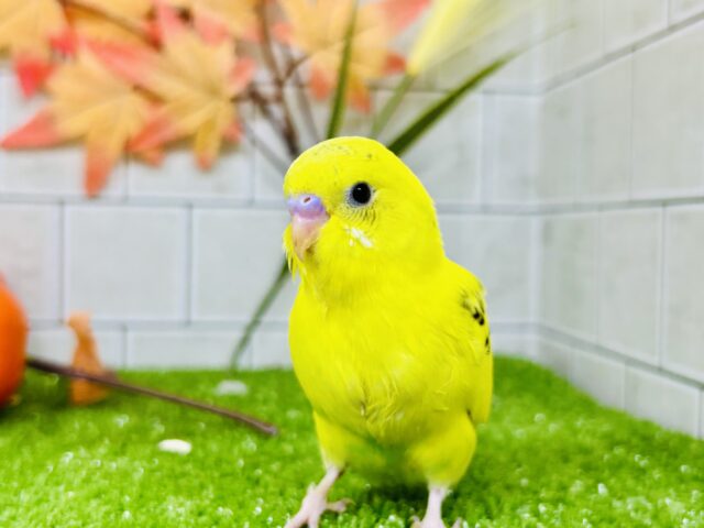 様々なガラでハートキャッチ！　セキセイインコ