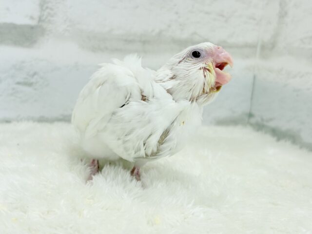【最新画像更新🪄】未来が楽しみ♬*°うぶうぶちゃん🐣💗オカメインコ(ピュアホワイト) ヒナ オカメインコ