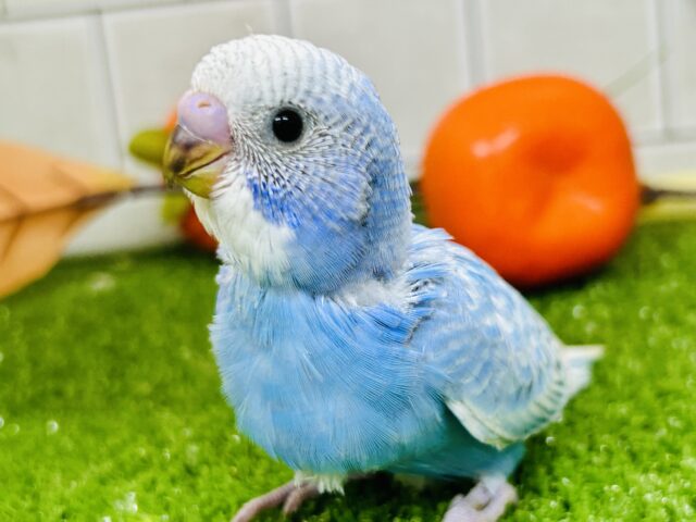 さわやかwinterブルー⛄　セキセイインコ