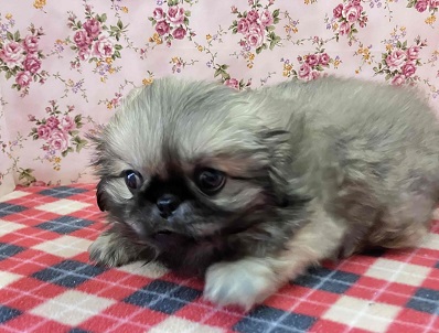 歩くぬいぐるみ⁉フォーンカラーのペキニーズ入舎! ペキニーズ