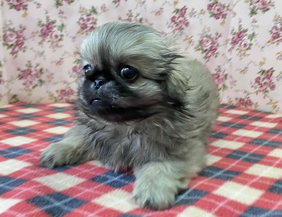 歩くぬいぐるみ⁉フォーンカラーのペキニーズ入舎! ペキニーズ