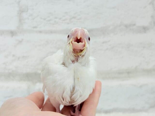 オカメインコ