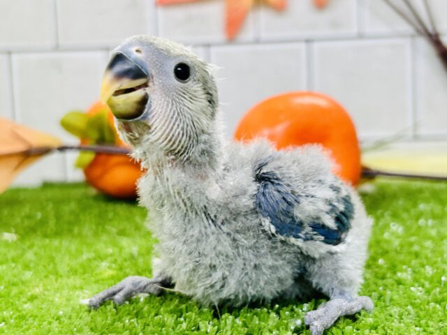 無限の可能性もつワタワタボディ！？　コザクラインコ