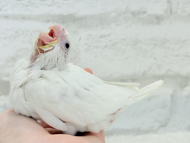 【最新画像更新🪄】未来が楽しみ♬*°うぶうぶちゃん🐣💗オカメインコ(ピュアホワイト) ヒナ オカメインコ