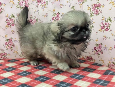 歩くぬいぐるみ⁉フォーンカラーのペキニーズ入舎! ペキニーズ