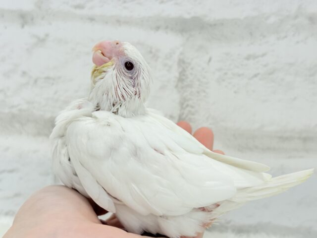 【最新画像更新🪄】未来が楽しみ♬*°うぶうぶちゃん🐣💗オカメインコ(ピュアホワイト) ヒナ オカメインコ