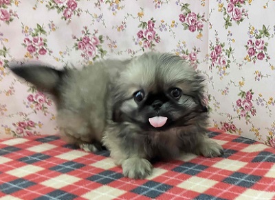 歩くぬいぐるみ⁉フォーンカラーのペキニーズ入舎! ペキニーズ