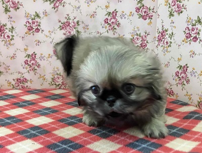 歩くぬいぐるみ⁉フォーンカラーのペキニーズ入舎! ペキニーズ