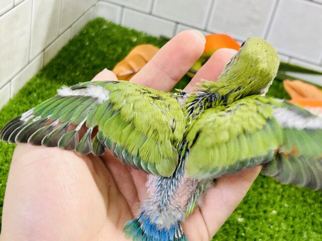 コザクラインコ（小桜インコ）
