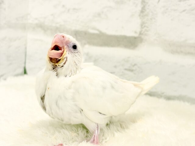 【最新画像更新🪄】未来が楽しみ♬*°うぶうぶちゃん🐣💗オカメインコ(ピュアホワイト) ヒナ オカメインコ