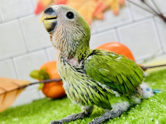 こたつとヨモギモチちゃん♪♪　コザクラインコ