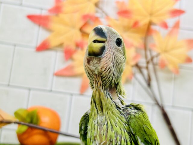 コザクラインコ（小桜インコ）