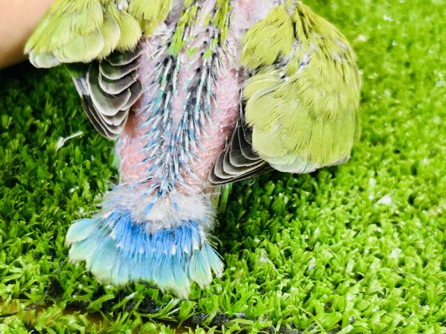 コザクラインコ（小桜インコ）