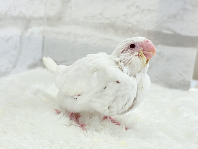 【最新画像更新🪄】未来が楽しみ♬*°うぶうぶちゃん🐣💗オカメインコ(ピュアホワイト) ヒナ オカメインコ