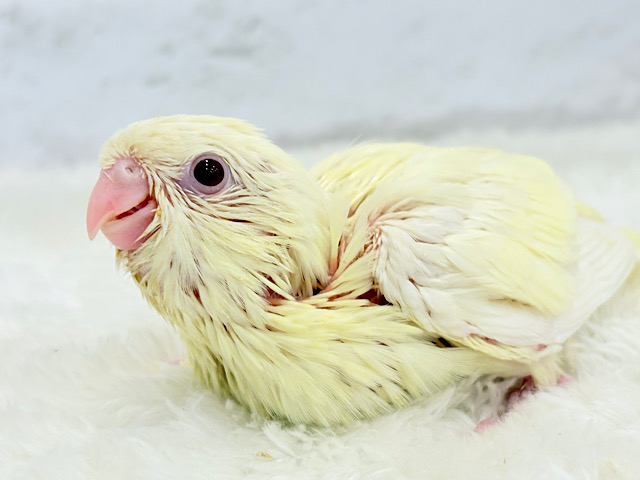 ピーポポポ♬優しい音色のクリームちゃん🐣💛サザナミインコ(クリームイノ) ヒナ
