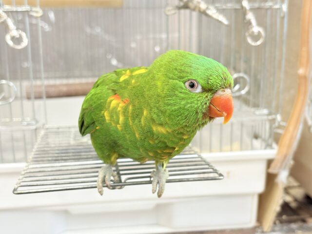 コセイガイインコ