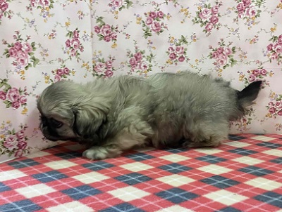 歩くぬいぐるみ⁉フォーンカラーのペキニーズ入舎! ペキニーズ