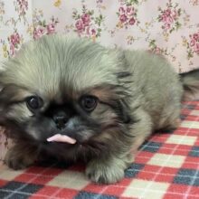 歩くぬいぐるみ⁉フォーンカラーのペキニーズ入舎！