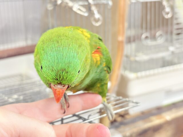 コセイガイインコ