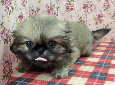 歩くぬいぐるみ⁉フォーンカラーのペキニーズ入舎! ペキニーズ